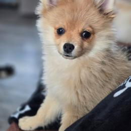 Noot - Pomeranian