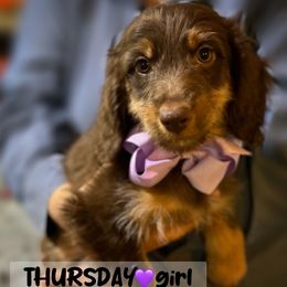Thursday - Brown and white female Aussiedoodle puppy in Houston, Texas from Jomelkin Furry Pals