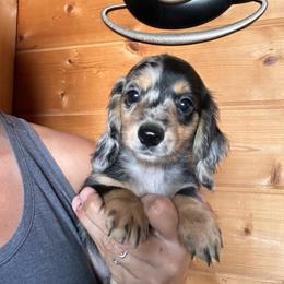 Boy 4 - Dapple male Dachshund puppy in Cheyenne, Wyoming from Great Basin Hounds