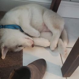 Siberian Husky Puppies from Marsh Creek Huskies