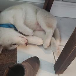 Siberian Husky Puppies from Marsh Creek Huskies
