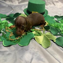 Juniper - Chocolate and tan female Dachshund puppy in Bremen, Georgia from Jones Royal Kennels