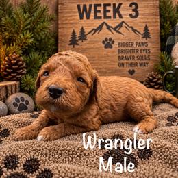 Wrangler - Red male Australian Labradoodle puppy in Eastover, North Carolina from Joyful Hearts Australian Labradoodles