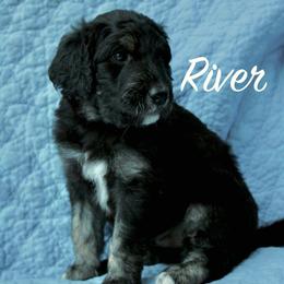 River - Black phantom male Aussiedoodle puppy in Kings Mountain, North Carolina from Champion Farms Doodles