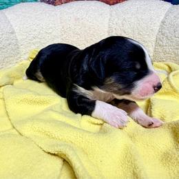 Girl 1 - female Australian Mountain Doodle puppy in Blue Springs, Missouri from Jeanie’s Doodles
