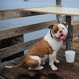 Spanky  - American Bulldog