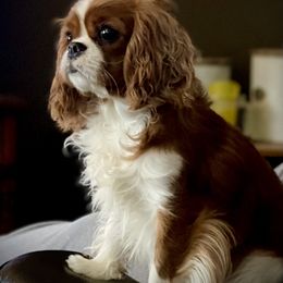 Cavalier King Charles Spaniel Puppies from Bella Fleur Cavaliers