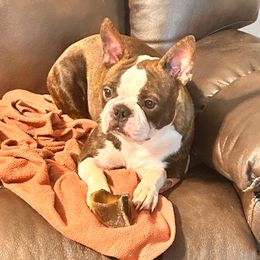JB - Boston Terrier