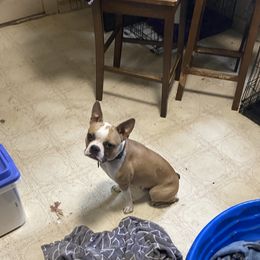 Panda - Boston Terrier