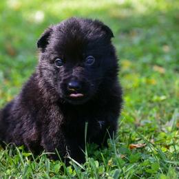 Black girl - Black female German Shepherd puppy in Clarkrange, Tennessee from Vom Wolff