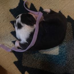 Tuk - Black female Border Collie puppy in Haiku Pauwela, Hawaii from Blue Ginger Border Collies