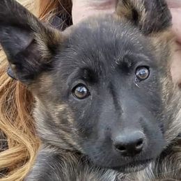 Belgian Malinois, Dutch Shepherds, and Working Dog Crosses from Wendy's Belgians and Dutch Shepherds
