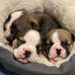 Bulldogs, French Bulldogs, and Yorkshire Terriers from Carolina Bred Kennels