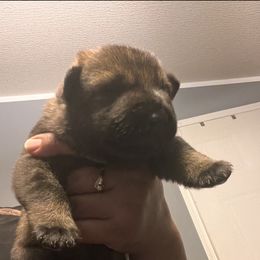 Boy 3 - German Shepherd puppy in Villa Rica, Georgia from Von Wolf GSD’S