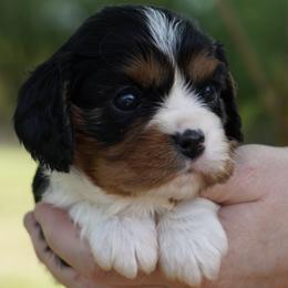 Celeste - Tri-color female Cavalier King Charles Spaniel puppy in Lula, Georgia from Cavaliers by Crumley