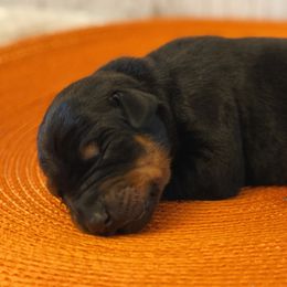 Luci - Black and rust female Doberman Pinscher puppy in Winchester, Ohio from 32 Farms