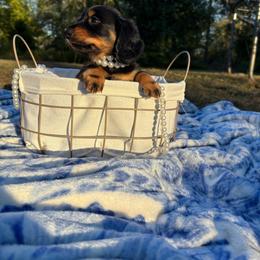 Dolly - Black and tan female Dachshund puppy in Russellville, Arkansas from River Valley Daschunds
