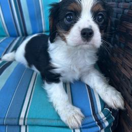 Oreo - Tri-color female Cavalier King Charles Spaniel puppy in Avalon Beach, Florida from Cavaliers of Avalon