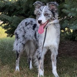 Violet - Blue merle female Australian Shepherd puppy in Stacy, Minnesota from Frantzick Farm Aussies