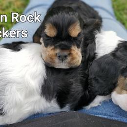 Cocker Spaniels from Pigeon Rock Cockers