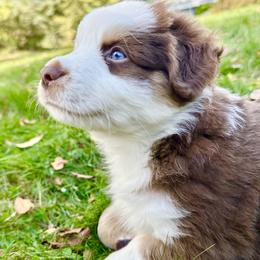 Vino - Red tri-color male Miniature American Shepherd puppy in Scotland, Connecticut from Greenwood Acres Kennel
