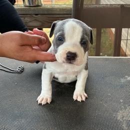 Puzzle - Blue male American Staffordshire Terrier puppy in Byron, Georgia from Lelani