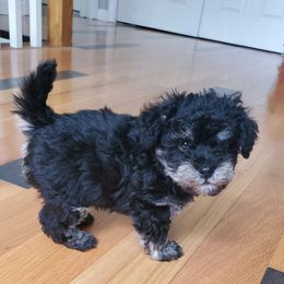 Boy 1 - Black Schnoodle puppy in Leitchfield, Kentucky from Eveleigh Acres Puppies