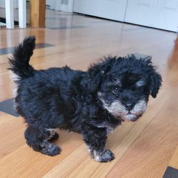 Boy 1 - Black Schnoodle puppy in Leitchfield, Kentucky from Eveleigh Acres Puppies
