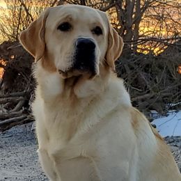 Labrador Retrievers from Elmwood Labradors