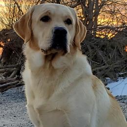 Labrador Retrievers from Elmwood Labradors