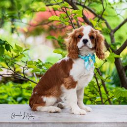 Cavalier King Charles Spaniel and Dalmatian Puppies from Cadence Hall