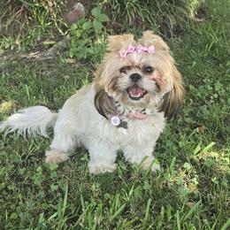 Munch - Shih Tzu