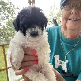 Zoey - Parti Poodle puppy in Lexington, Tennessee from Jm’s Precious Poodles