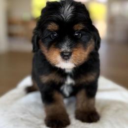 Stew - Tri-color male Bernedoodle puppy in Yuciapa, California from AlltheDoodlez_
