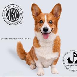 Zeppelin - Cardigan Welsh Corgi