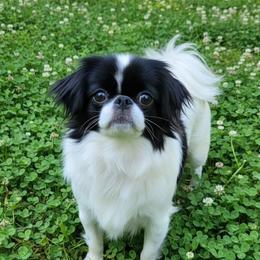 Suki - Japanese Chin