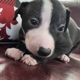 Shiloh - Black male Italian Greyhound puppy in Huntsville, Ohio from WAHLTOWAHLIGGYS