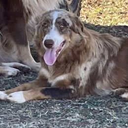 Belle - Australian Shepherd