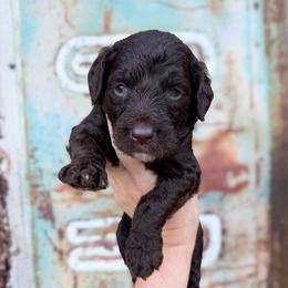 Coco Puff Chocolate English Teddybear - Chocolate female Goldendoodle puppy in Grove, Oklahoma from Guinn Family Farms