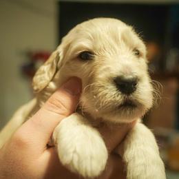 Helios - Cream male Goldendoodle puppy in Portsmouth, Virginia from Hopping Howlers Ranch