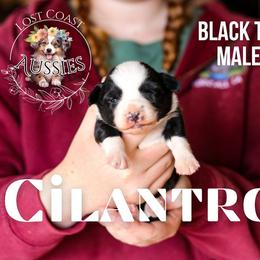Cilantro - Black tri male Miniature American Shepherd puppy in Ferndale, California from Lost Coast Aussies