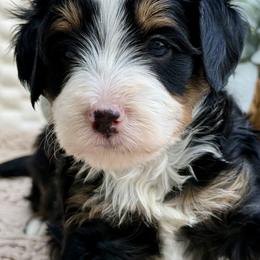 Kyle - Tri-color male Bernedoodle puppy in Peterstown, West Virginia from To Love A Doodle
