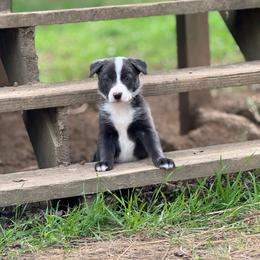 Shark - Sport or Working - Blue male Border Collie puppy in Lexington, Kentucky from 3-Ring Farms