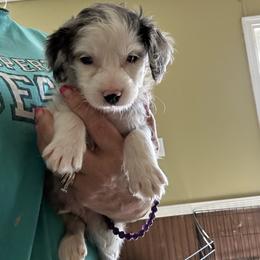 Opossum - Merle male Goldendoodle puppy in Waynesboro, Virginia from Forest Creek Kennel