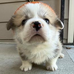 Orange Boy - Fawn male Pembroke Welsh Corgi puppy in Cary, North Carolina from Feathers' Corgis with Tails