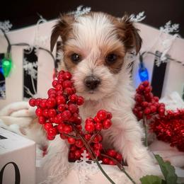 Girl 3 - Parti female Yorkshire Terrier puppy in Machesney Park, Illinois from Three Yorkie Family
