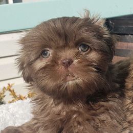 Shih Tzus from Kim's Shih Tzus