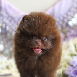 AKC Dale - Chocolate male Pomeranian puppy in Sacramento, California from My Precious Poms