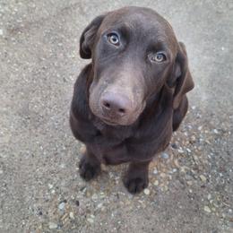 North - Labrador Retriever