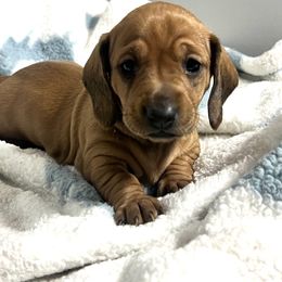 Dachshund Puppies from Dachshund world